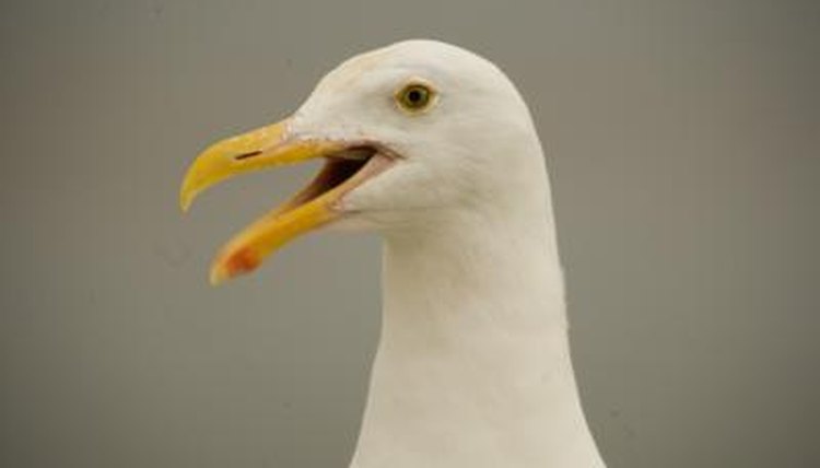 the-colors-of-gulls-eyes-animals-mom-me