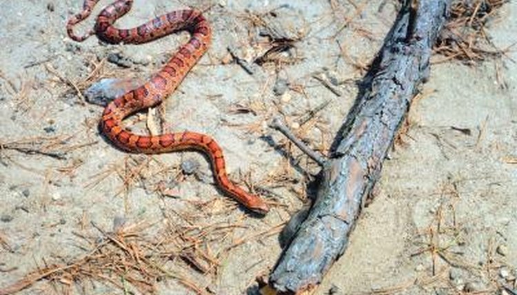 How Long Does a Corn Snake Grow Before It Sheds Its Skin 