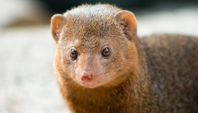 Facts on the Dwarf Mongoose | Animals - mom.me