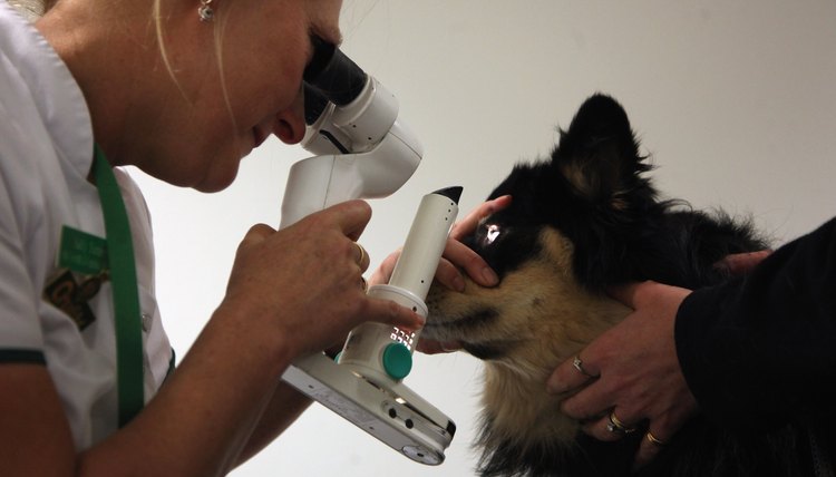DailyPuppy article image