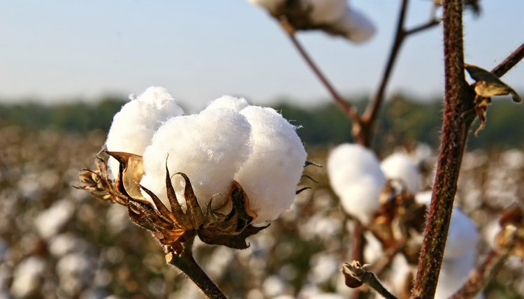 Southern plantation owners used slaves to pick crops.