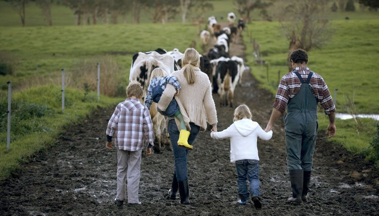 Family with three children (3-9) walking on muddy road, cows in background, rear view