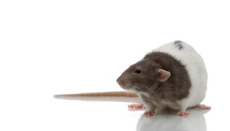 Types of Exotic Pet Rats | Animals - mom.me