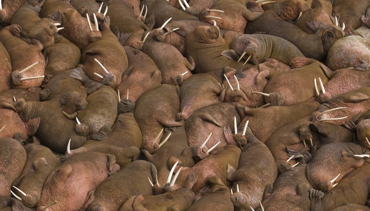 Authentic ivory tusks can be worth thousands of dollars.
