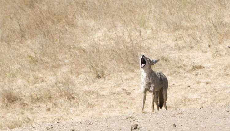 What Causes Coyotes' Howling? | Animals - mom.me