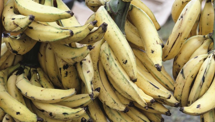 Plantains and bananas are readily available for easy snacks in Puerto Rico.