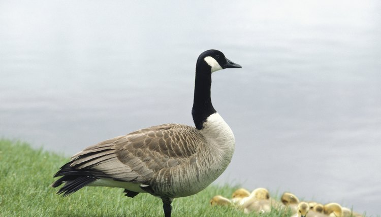 what-is-the-meaning-of-goose-is-cooked-in-figurative-language-synonym