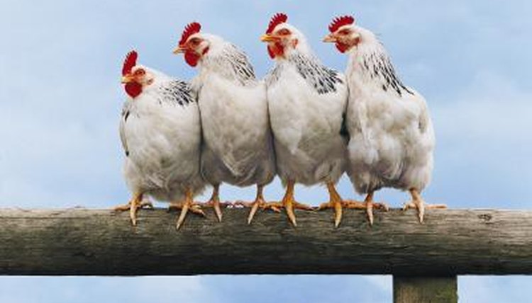 Chicken Roost Guidelines Animals Momme