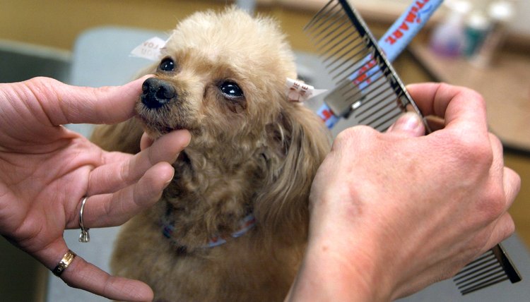 Average Salary of a Pet Groomer | Career Trend