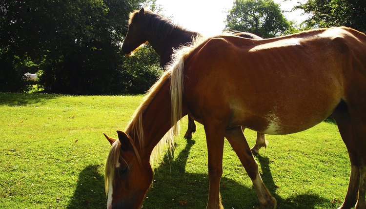 Lymph Swelling on the Belly in Horses | Animals - mom.me