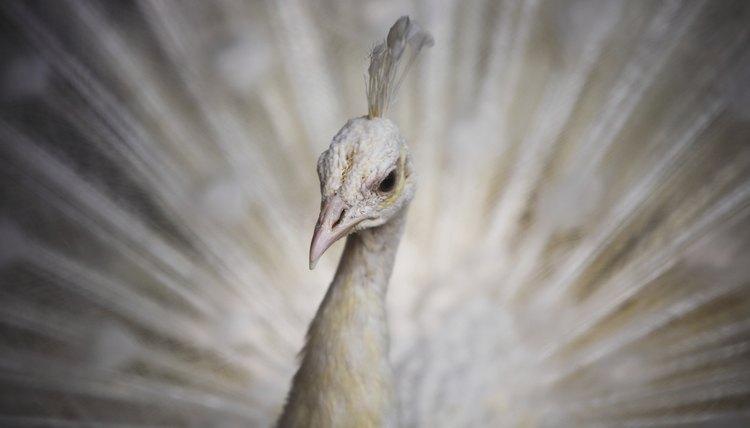 Dancing white peacock