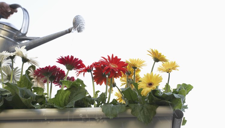 Unrecognizable person watering gerbera flowers in pot, close-up