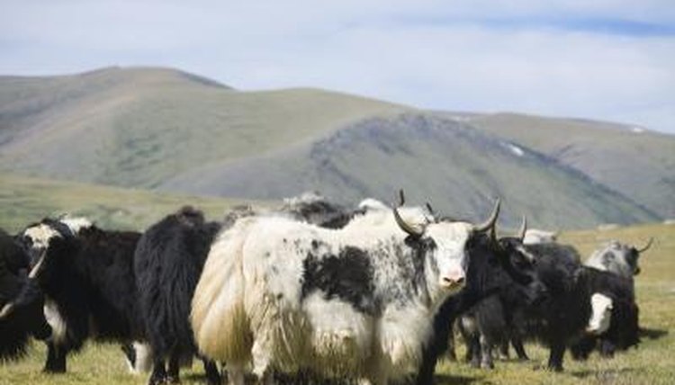 Why Is Yak Fiber Soft? | Animals - mom.me