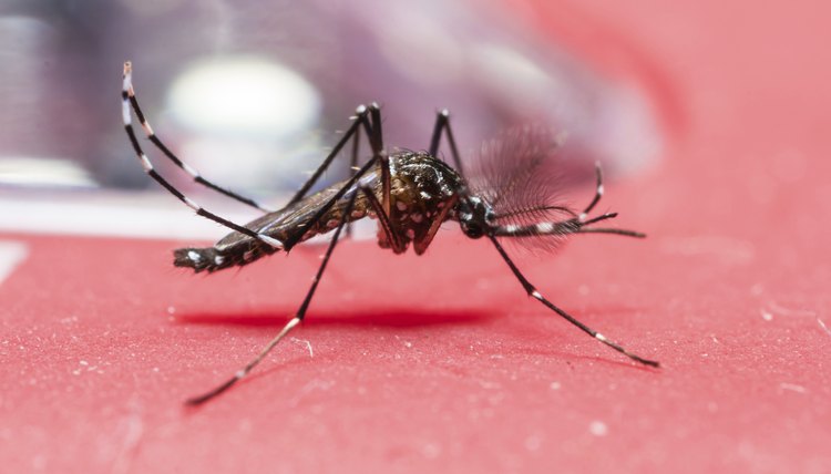 Close-up of yellow fever mosquito.