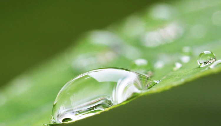 green leaf and water drop on it shallow dof