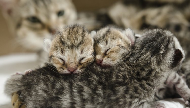 Is Diatomaceous Earth Safe For Newborn Kittens: An Insight Look