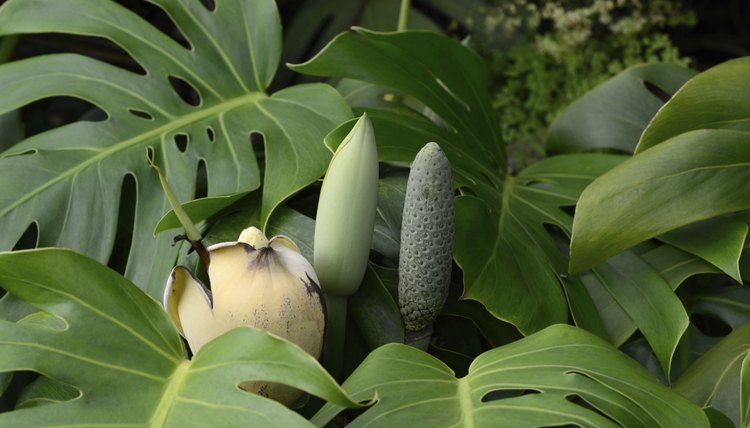 Philodendron plants.