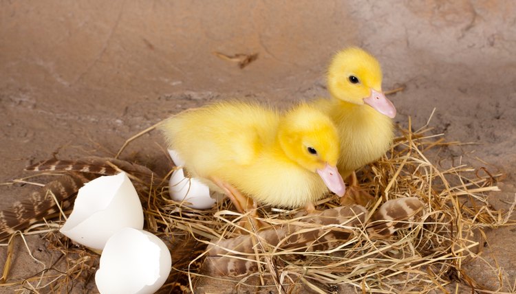 How to Hatch Duck Eggs | Animals - mom.me