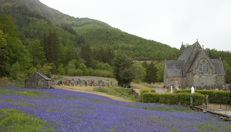 Field of bluebells grown near the Church of St. John in Ballachulish, Scotland