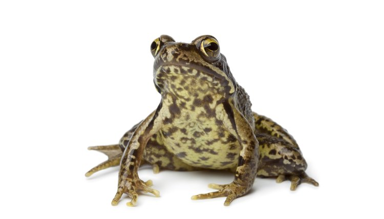 Frogs are plentiful in the Chinese countryside, where they flourish in rice paddies.
