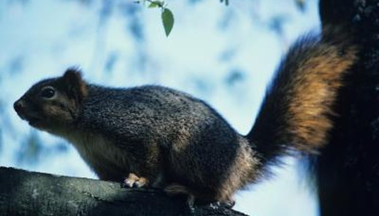 What Types of Squirrels Are in Illinois? | Animals - mom.me