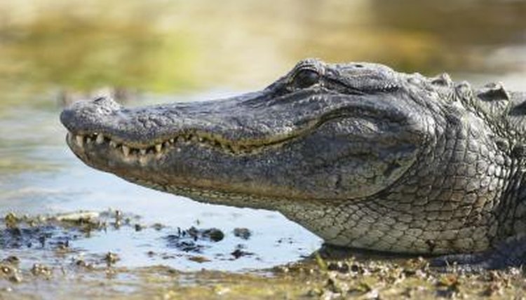 animals-that-live-in-marshes-animals-mom