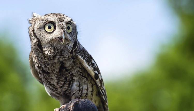 The screech owl is a powerful medicine totem for the Cherokee.