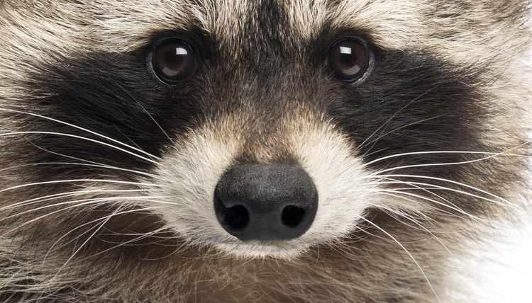 How To Keep Raccoons Out Of Cat Doors Animals Mom Me