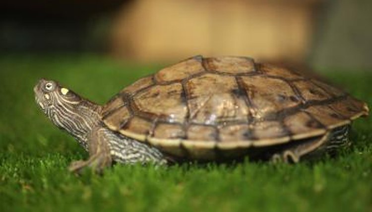 Interesting Facts About Map Turtles | Animals - mom.me