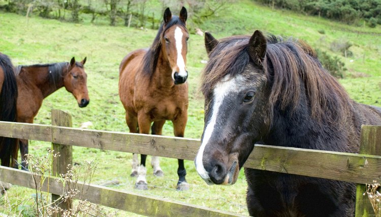 Causes of Coughing & a Runny Nose in Horses  Animals - mom.me