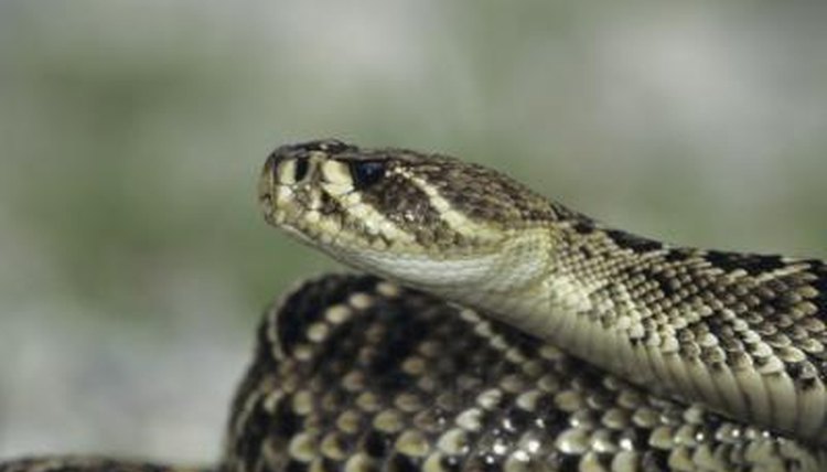 How Do Diamondback Rattlesnakes Care For Their Babies Animals