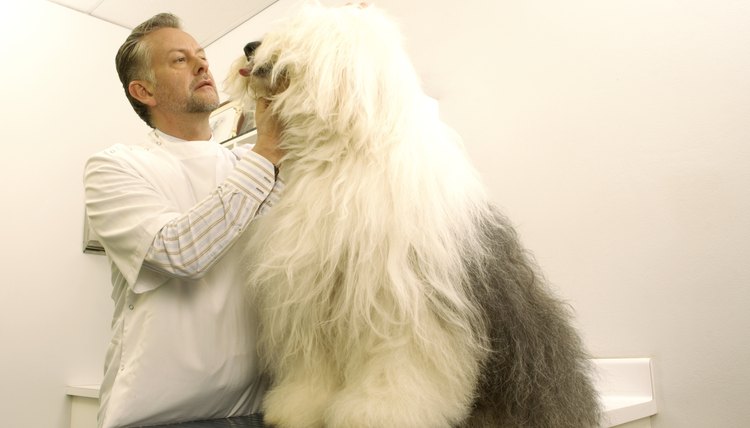 Vets treat animals of all sizes.