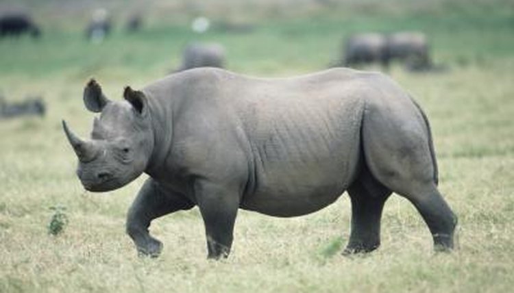 Why Do Rhinos Have Thick Skin Animals Mom me