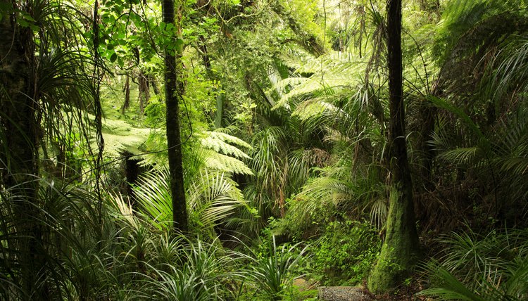 Rainforest Ecosystems for Kids | Sciencing