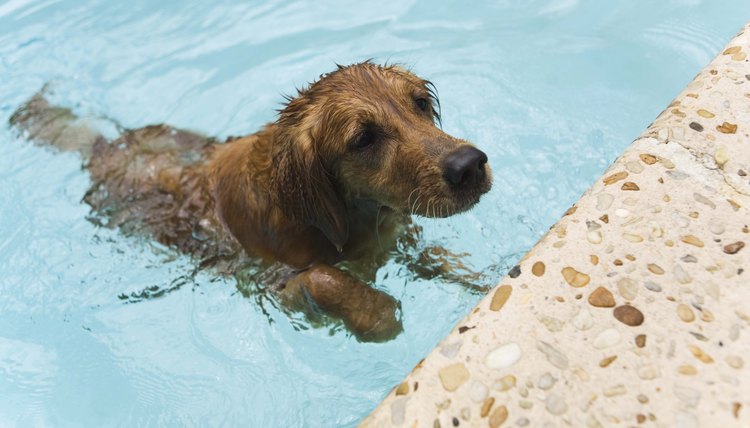 DailyPuppy article image