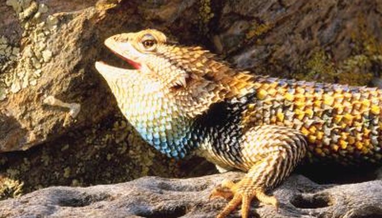 Desert Spiny Lizard's Diet | Animals - mom.me