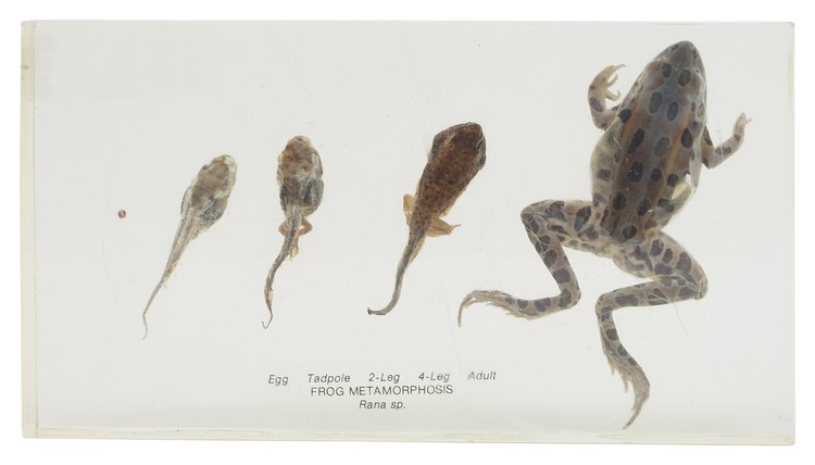 Stages of development occur in a biologically predetermined temporal sequence.