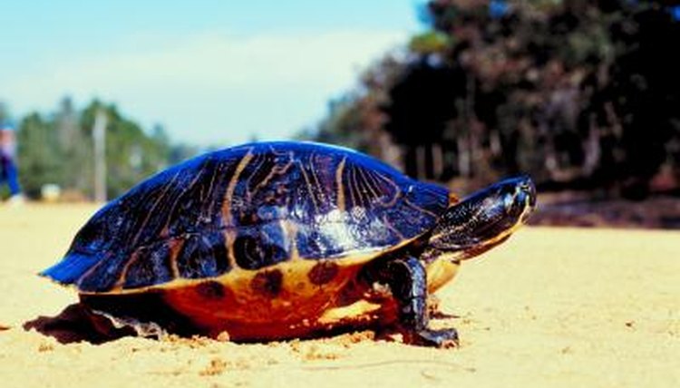 Painted Turtle Size Chart