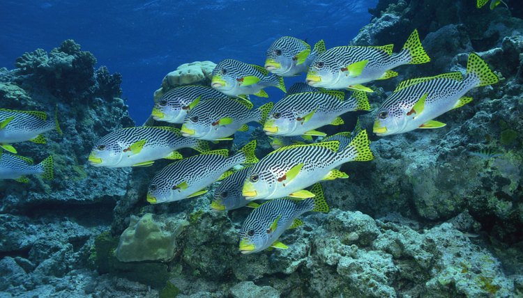 Australia's Great Barrier Reef is home to a tremendous abundance and diversity of life.