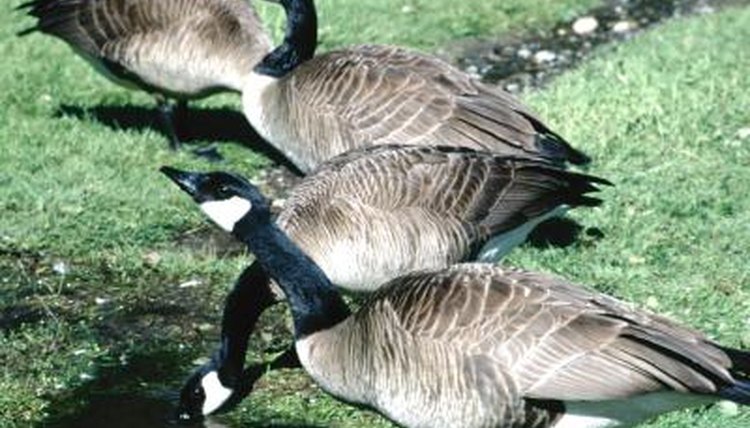 how-to-tell-the-difference-between-female-male-canada-geese-animals