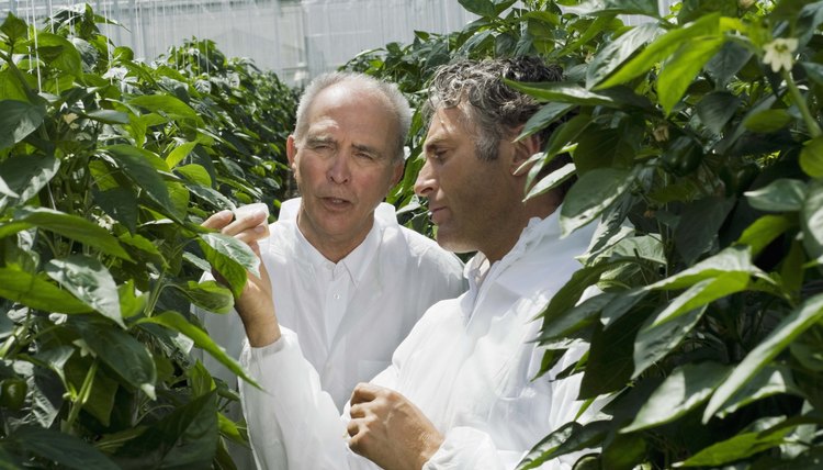 Scientists in greenhouse