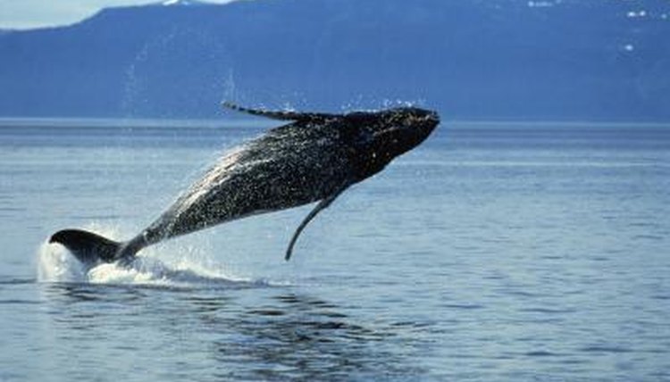 The Life Cycle of a Humpback Whale | Animals - mom.me