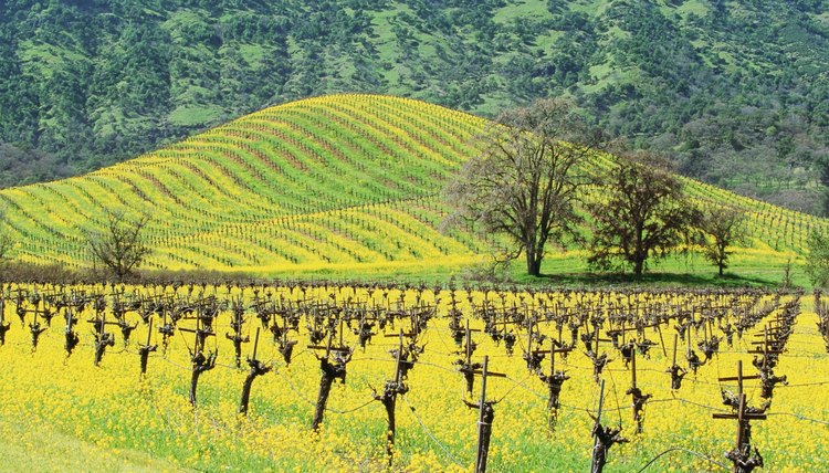 Mustard seed vineyard.