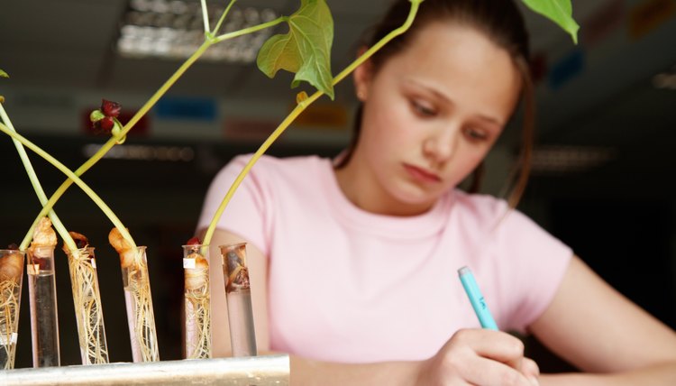 Grade school students can study the life-cycle of a plant.