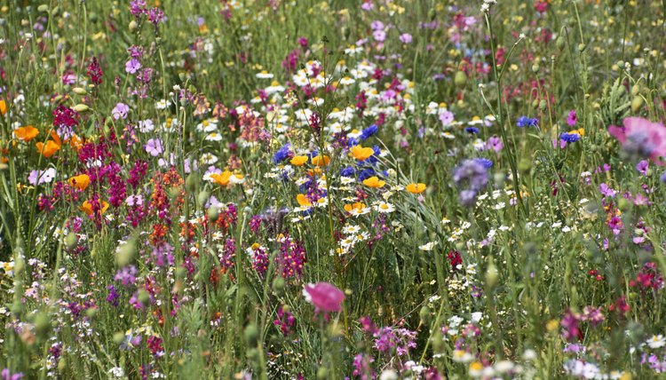Flowers of Beauty
