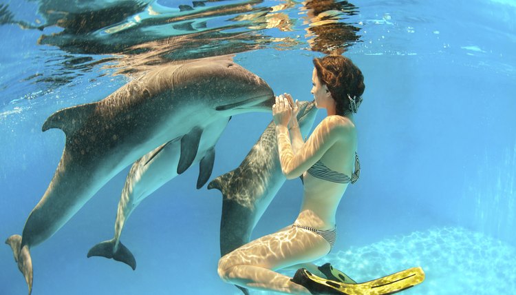 Dolphin and girl