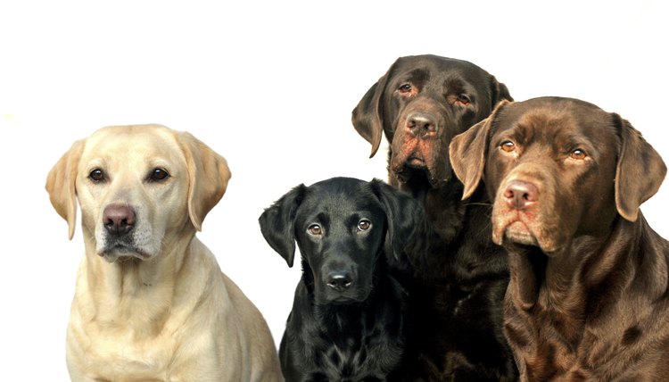 DailyPuppy article image