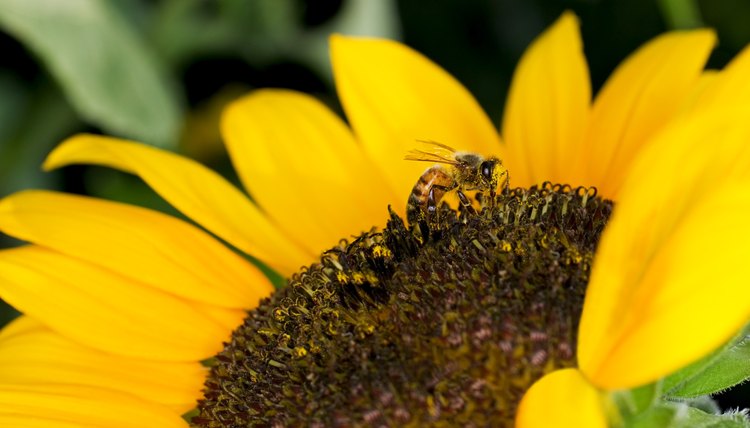 Close-up of a bee resting on the center of a sunflower.