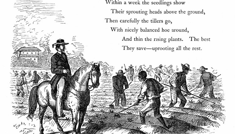 An illustrated poem offers another dimension for analysis.