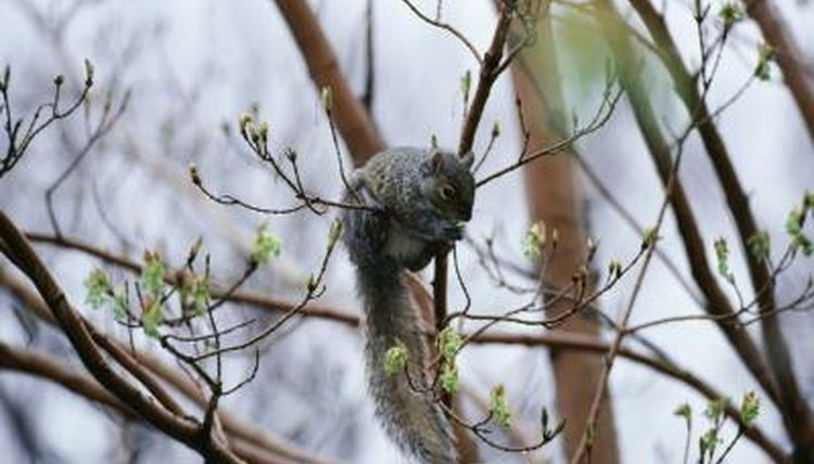 Image result for grey squirrels in a tree